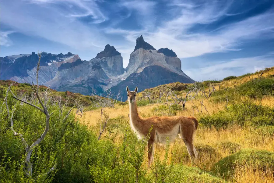 Adventure & Wildlife Holiday Packages of South America