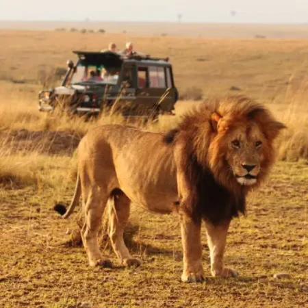 Tour to Masai Mara National Reserve, Kenya