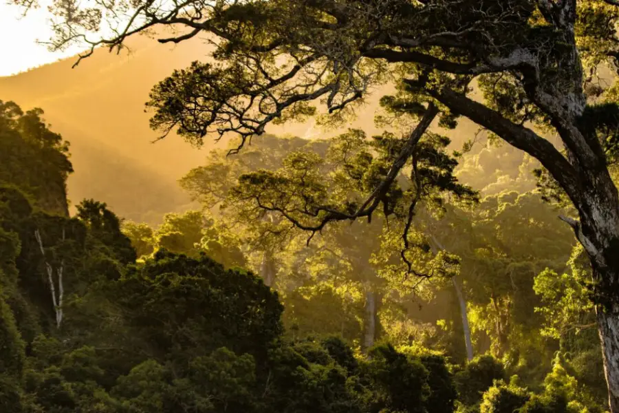 Rainforests & Jungles of Africa