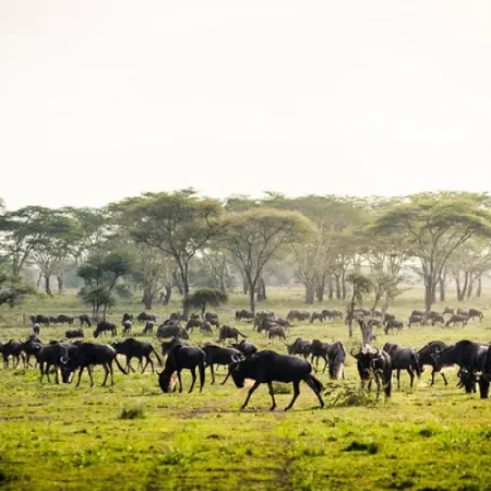 Serengeti National Park, Tanzania